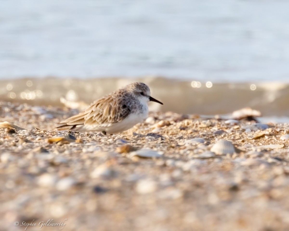 Red-necked Stint - ML640284148