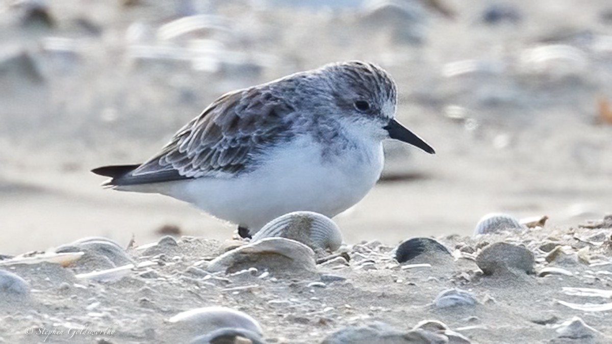 Red-necked Stint - ML640284150
