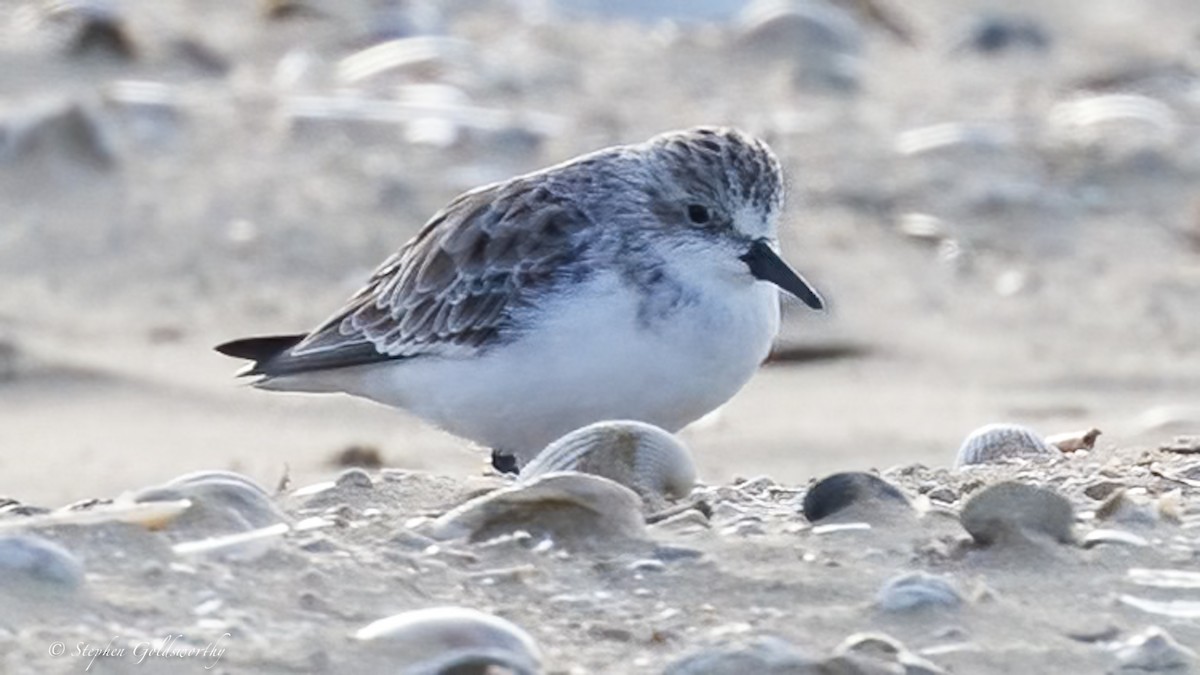Red-necked Stint - ML640284151