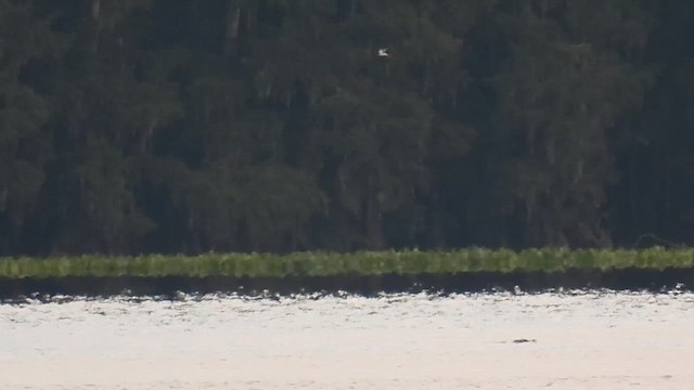 Sandwich Tern - ML640284245