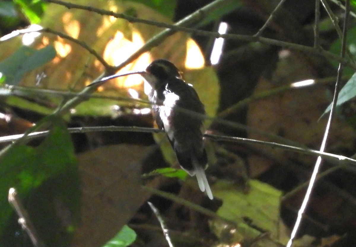 Pale-bellied Hermit - ML640284370