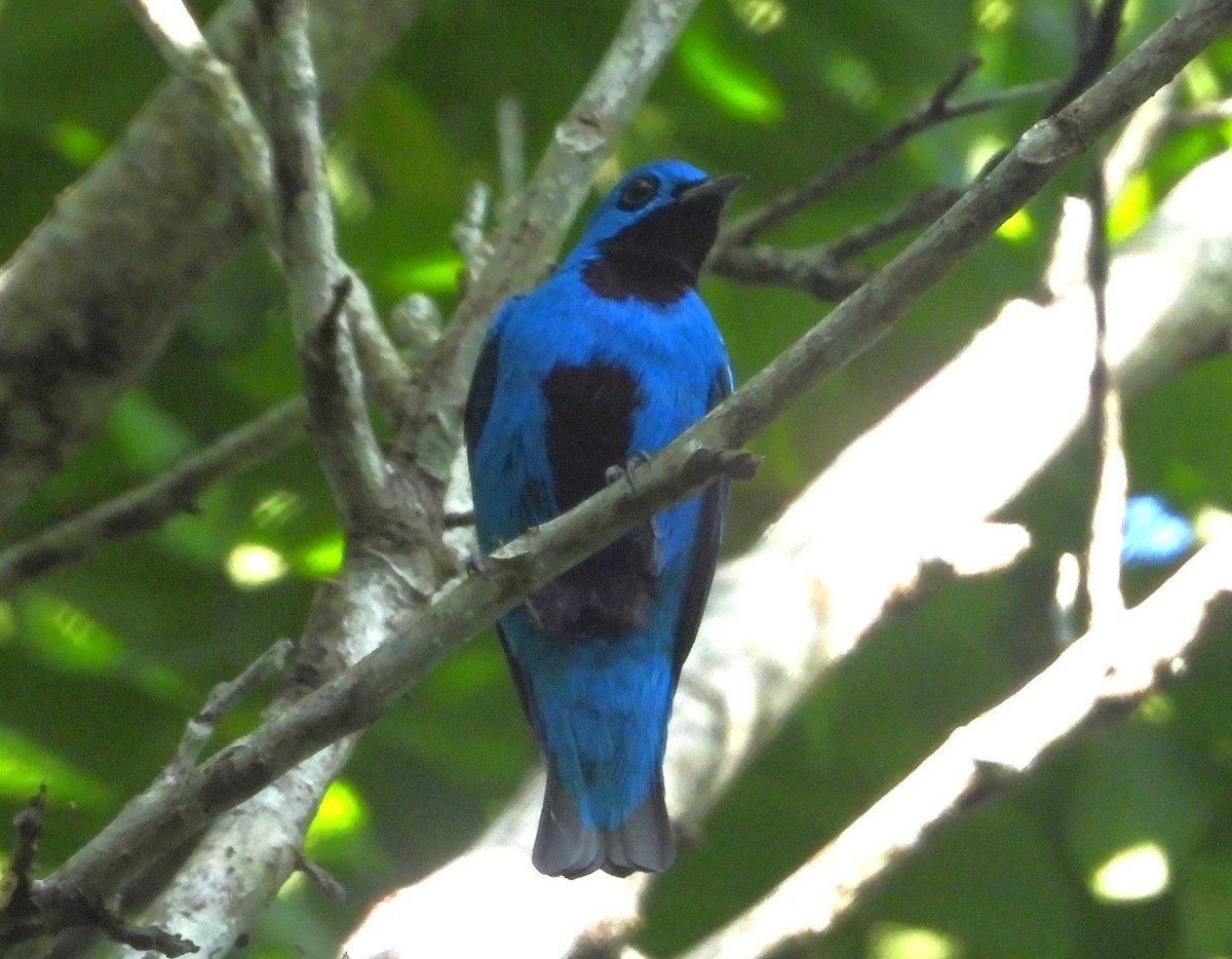Blue Cotinga - ML640284394