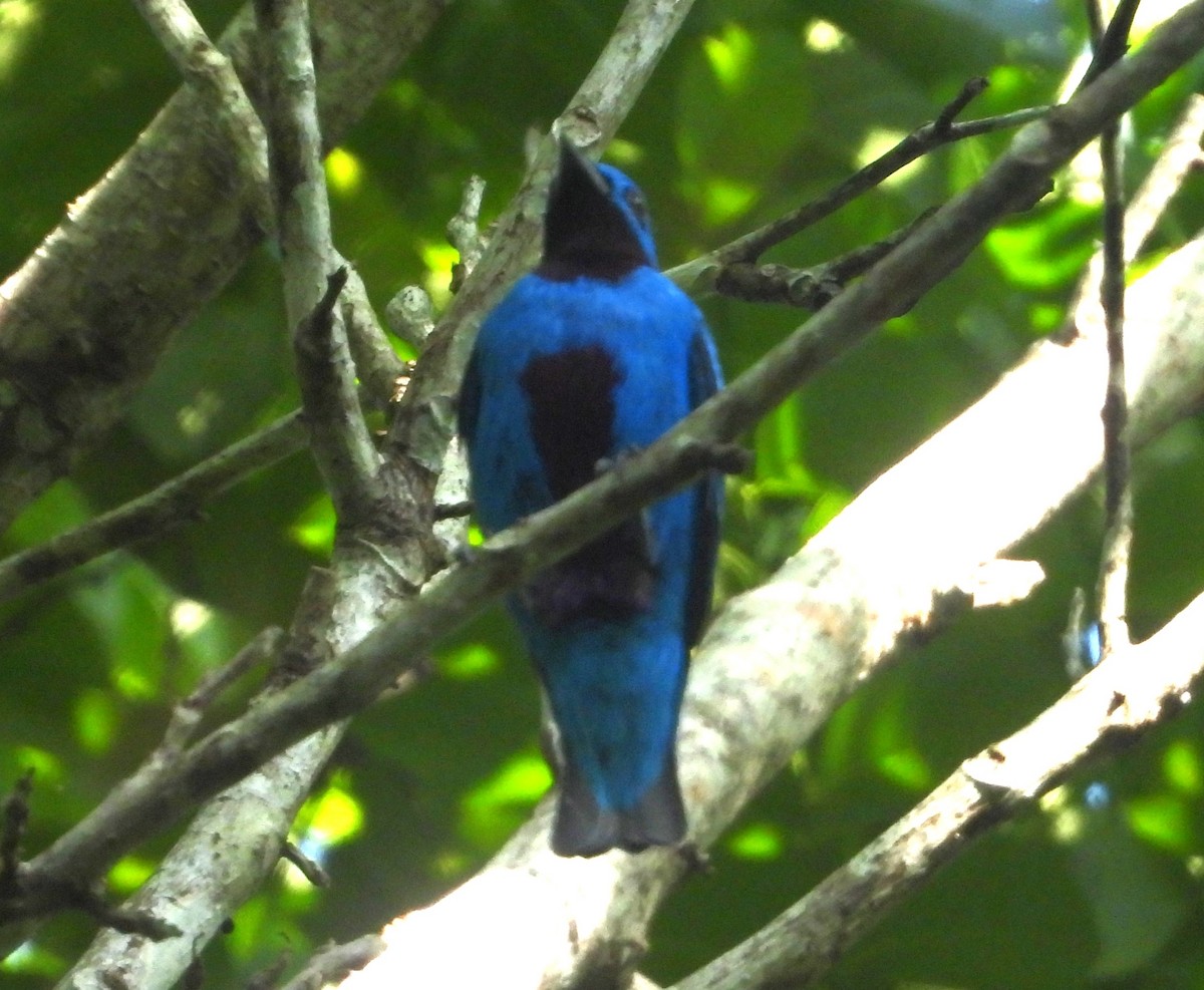 Blue Cotinga - ML640284398