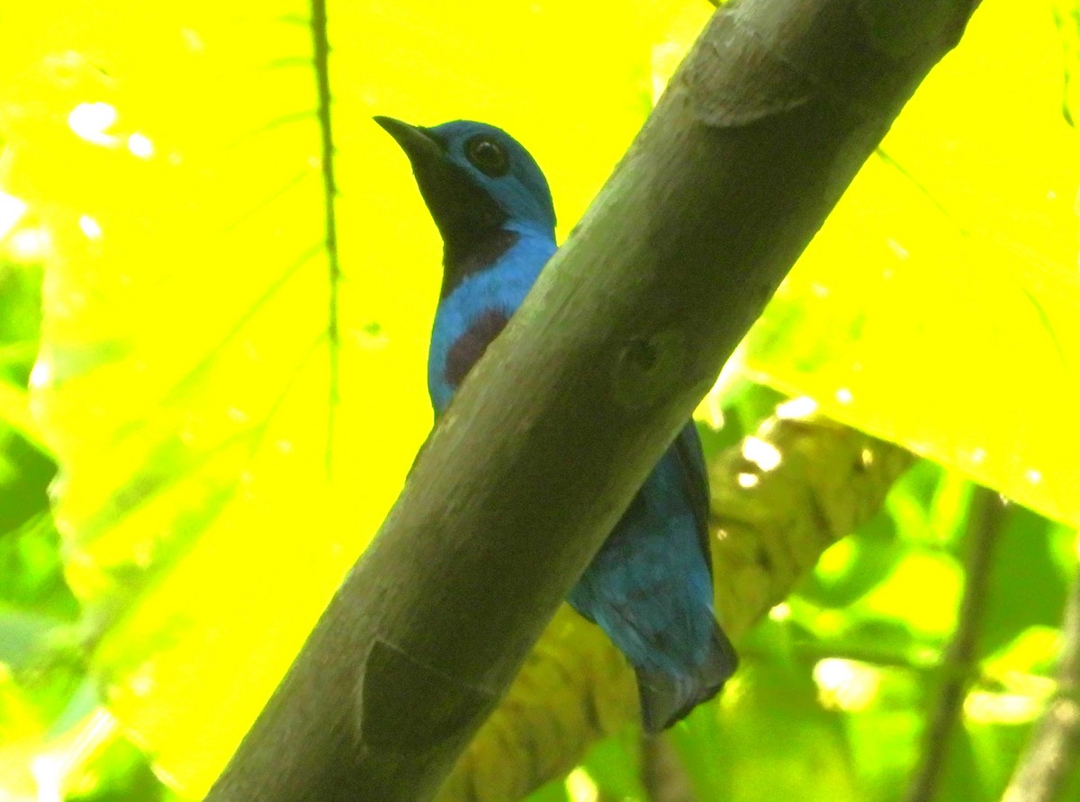 Blue Cotinga - ML640284400