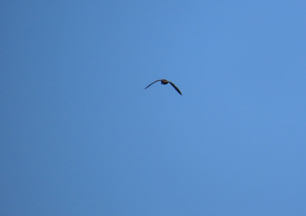 White-cheeked Pintail - ML640284410