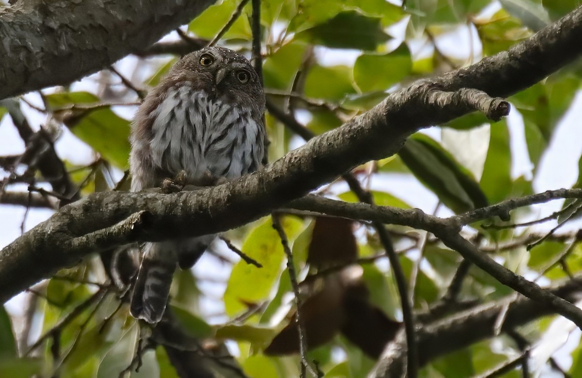 Northern Pygmy-Owl - ML640284415