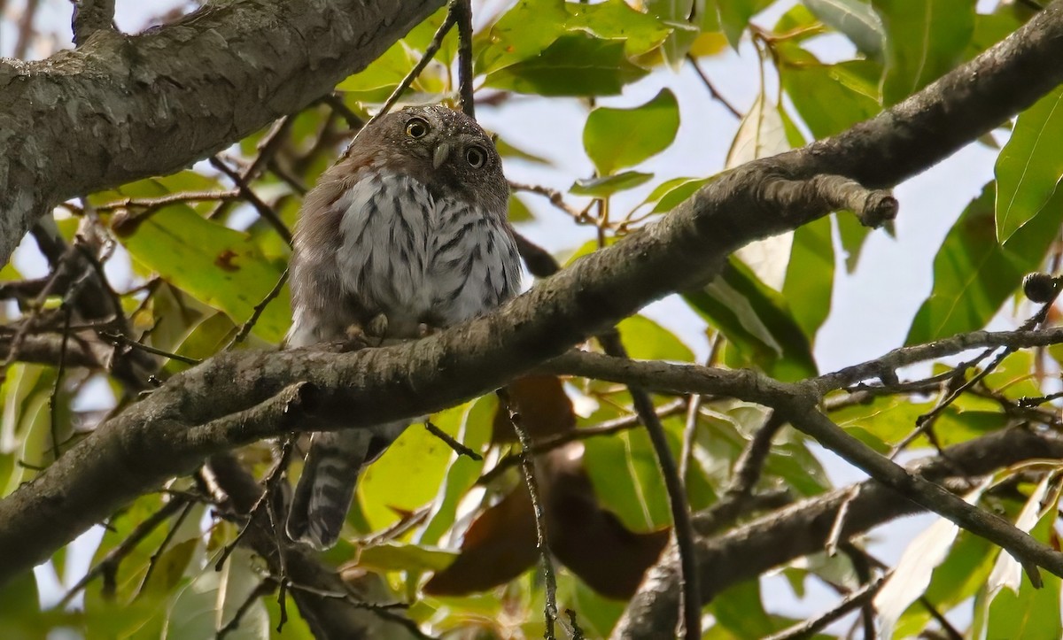 Northern Pygmy-Owl - ML640284416