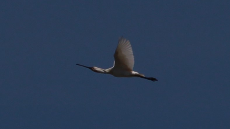 Eurasian Spoonbill - ML640284426