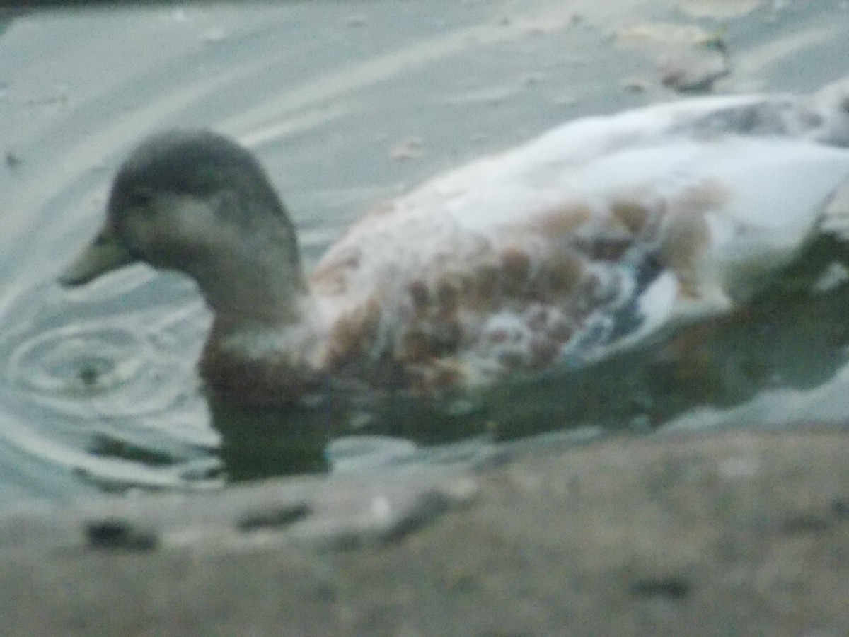 Canard siffleur - ML640284431