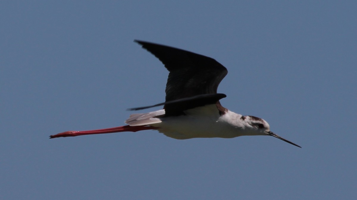 Black-winged Stilt - ML640284439