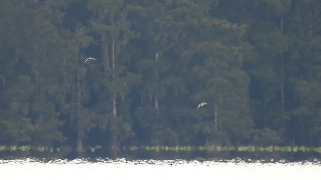 Sandwich Tern - ML640284440