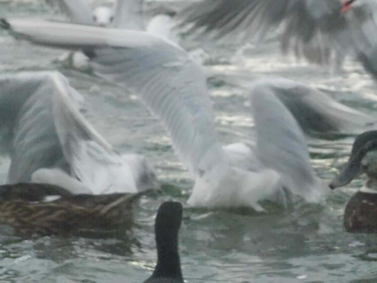 Black-headed Gull - ML640284443