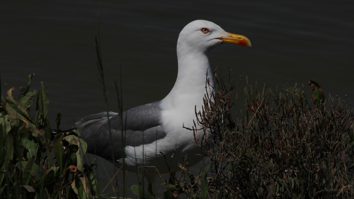 Yellow-legged Gull - ML640284445
