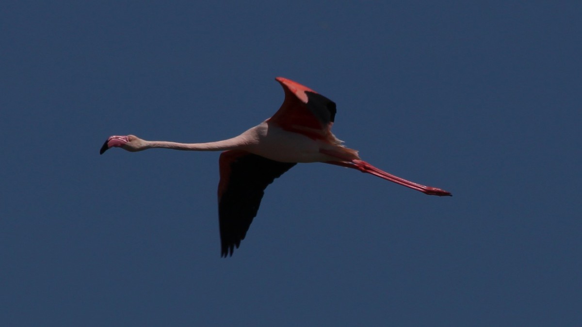Greater Flamingo - ML640284452