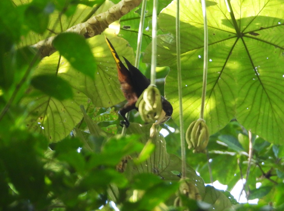 Chestnut-headed Oropendola - ML640284455