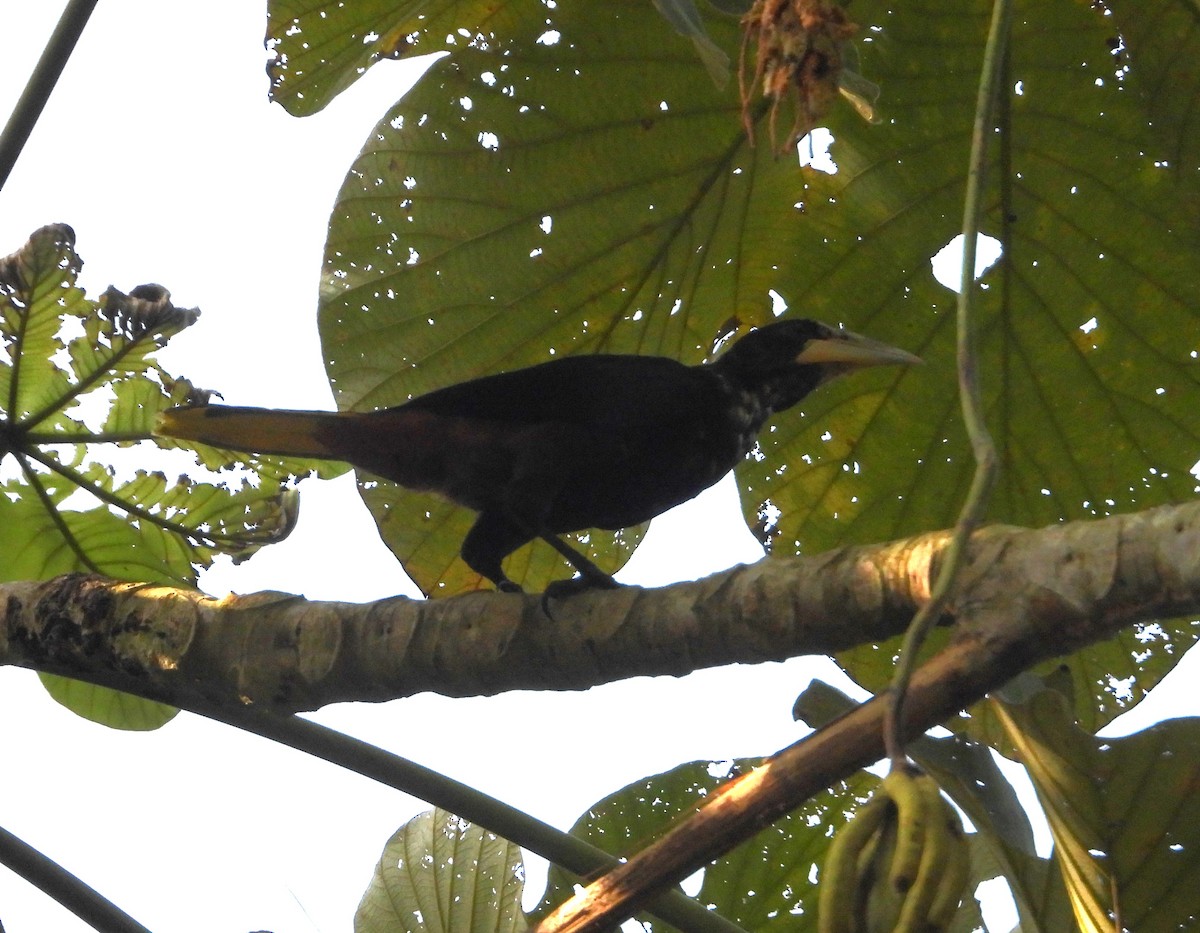 Chestnut-headed Oropendola - ML640284486