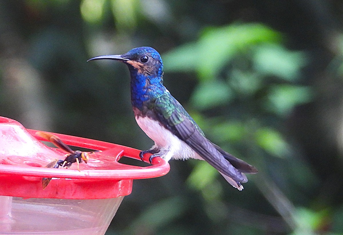 White-necked Jacobin - ML640284530