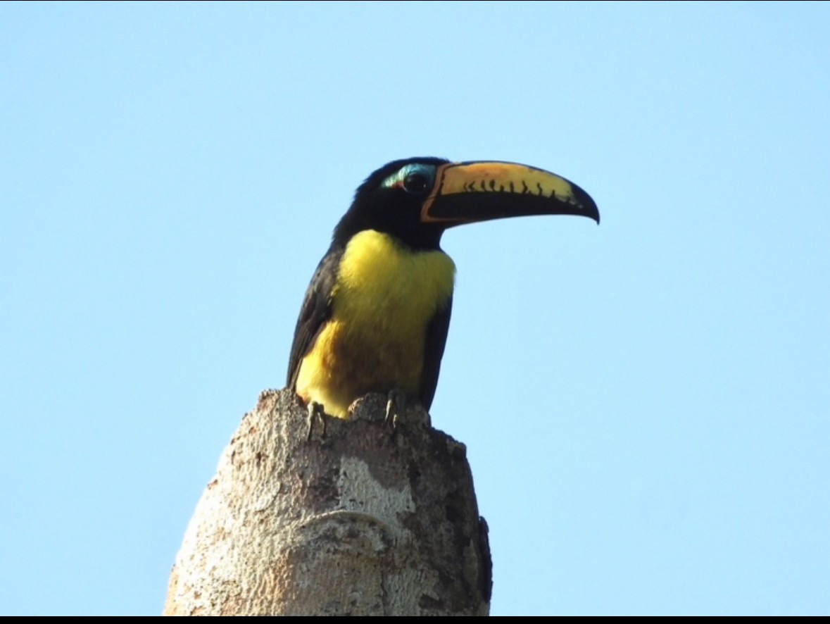 Lettered Aracari - ML640284575