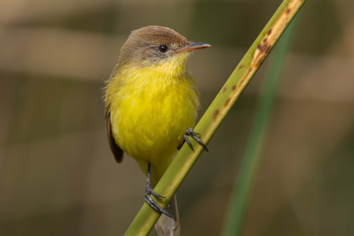 Ticking Doradito - ML640284580