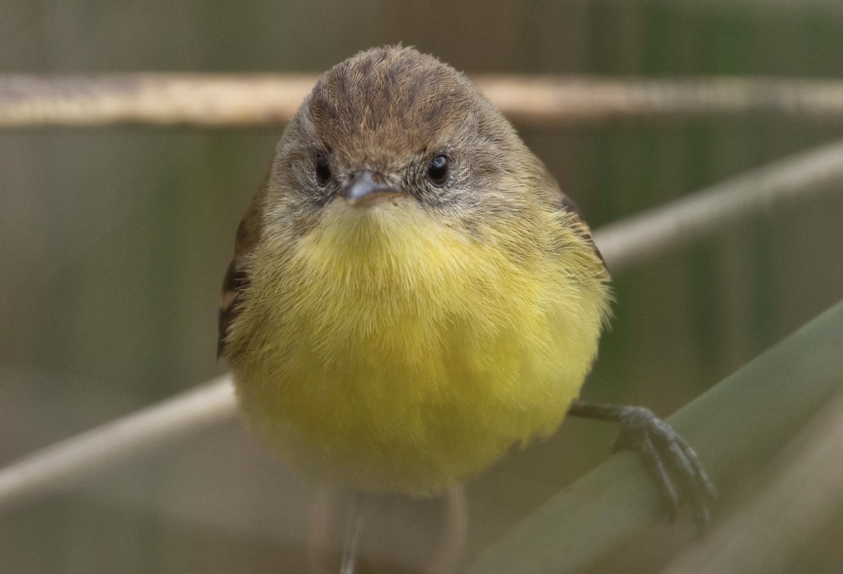 Ticking Doradito - ML640284581