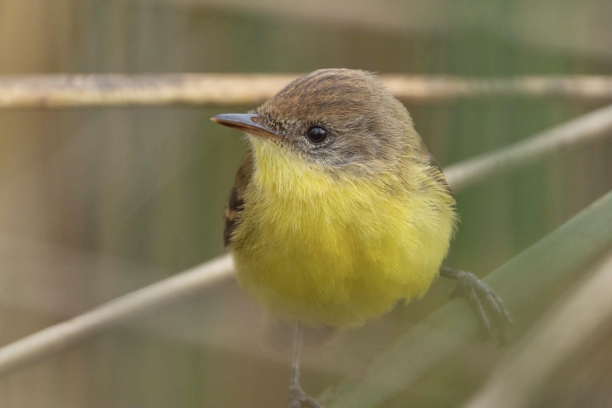 Ticking Doradito - ML640284582