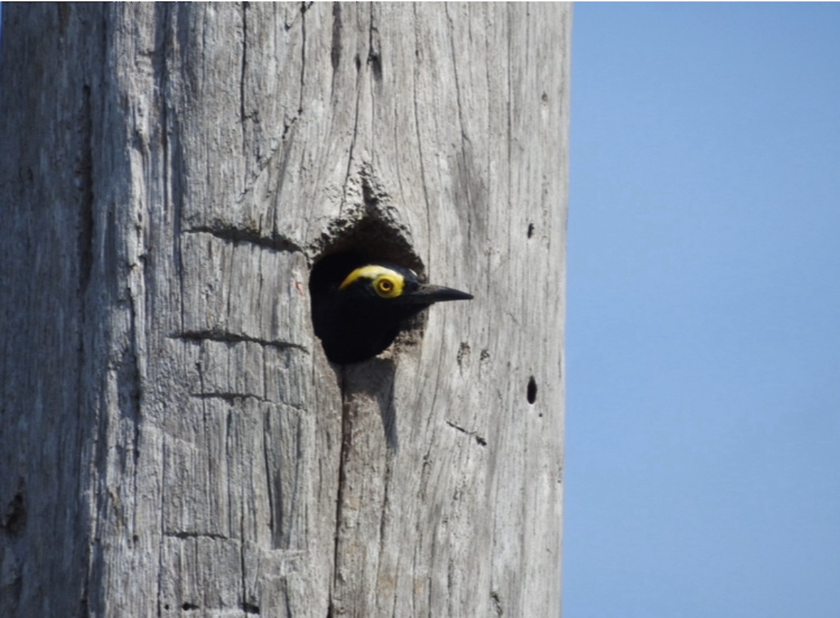 Yellow-tufted Woodpecker - ML640284596