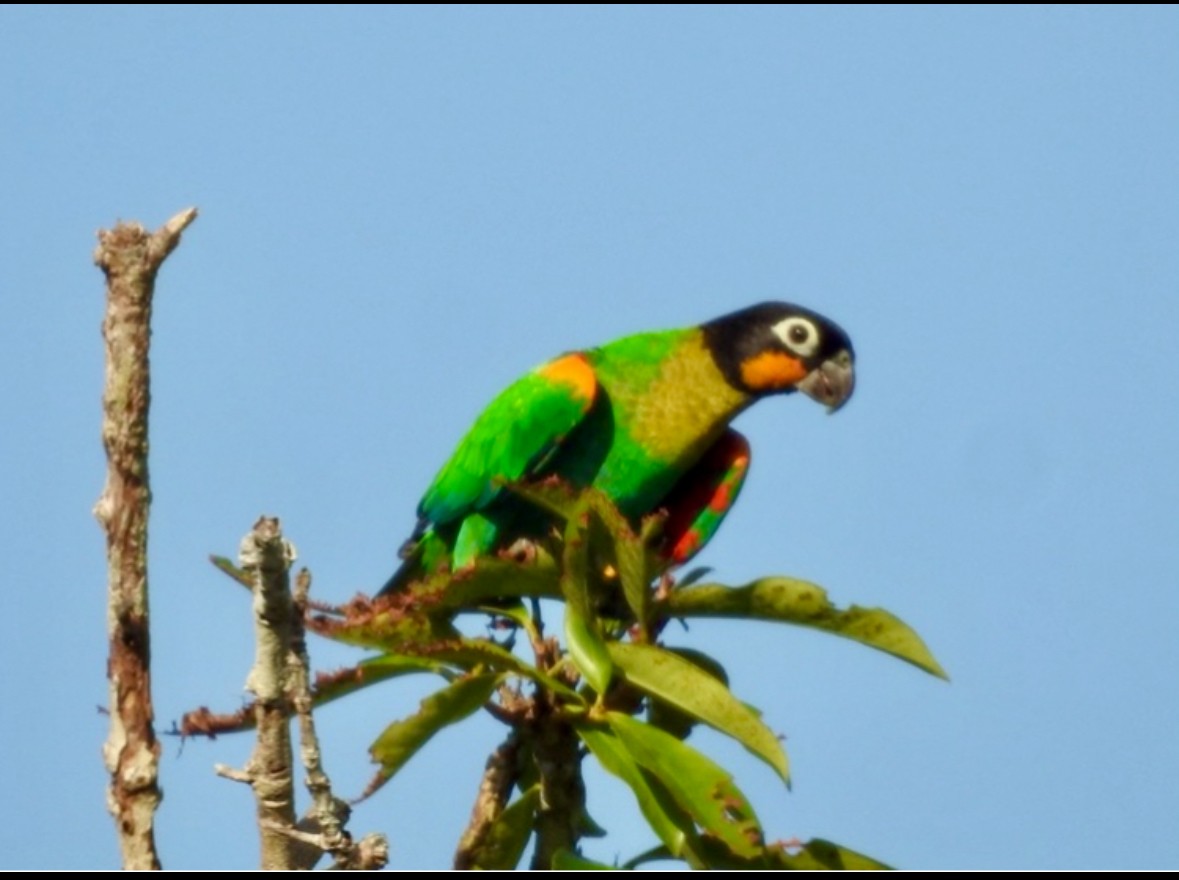 Orange-cheeked Parrot - ML640284653