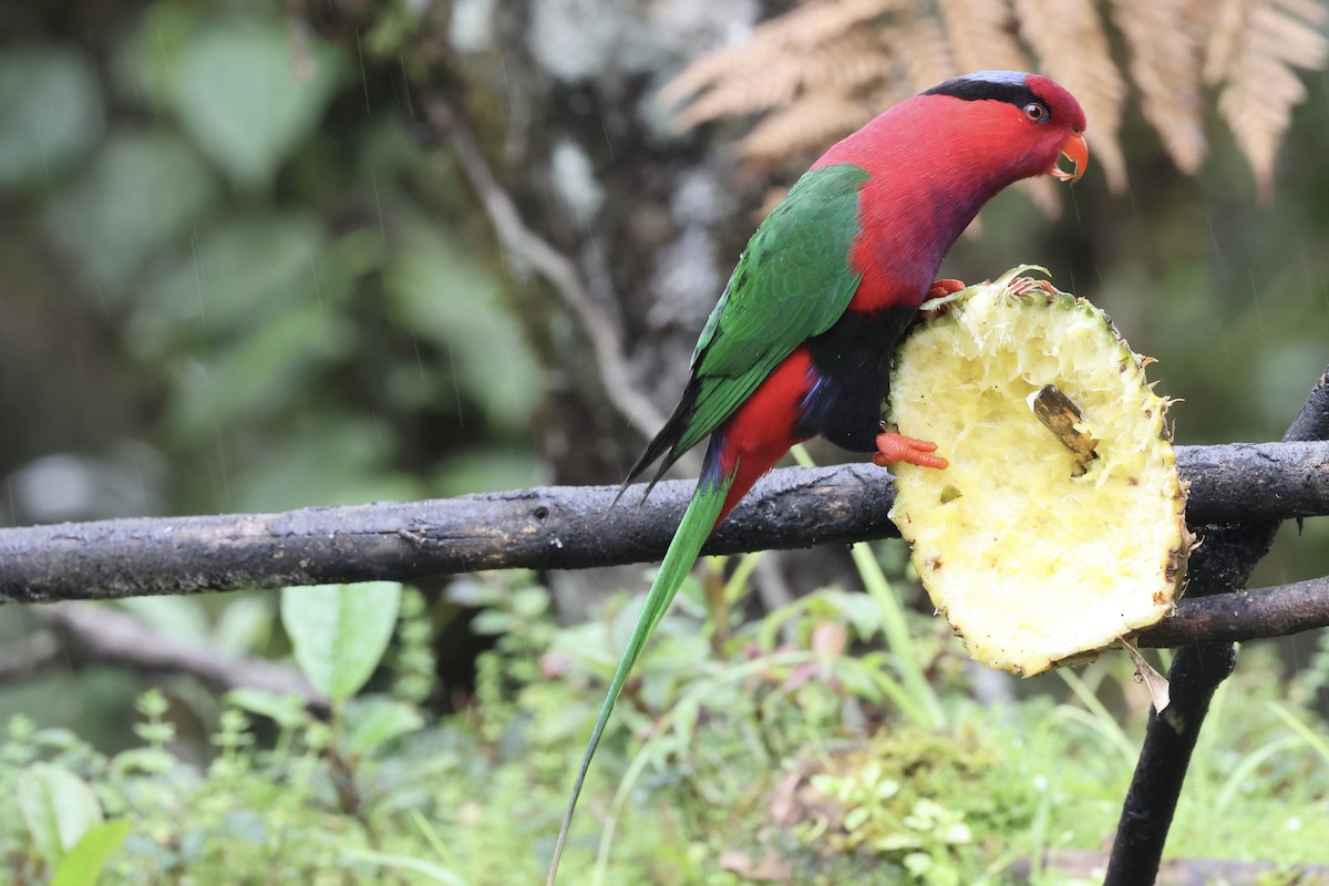 Stella's Lorikeet - ML640284654