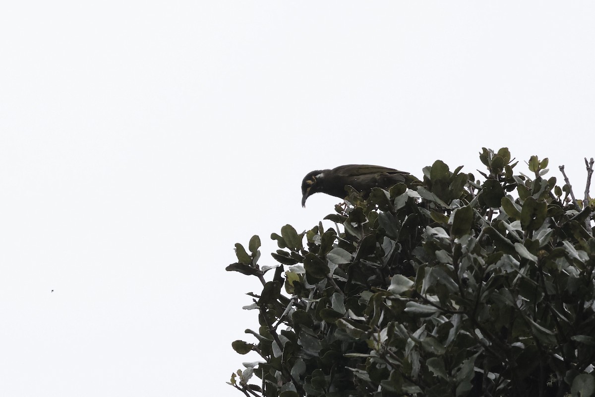 Black-throated Honeyeater - ML640284662