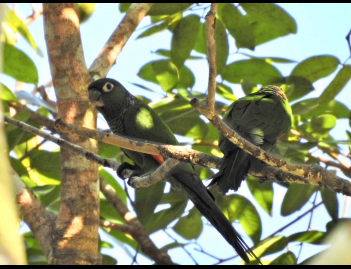 Maroon-tailed Parakeet - ML640284671