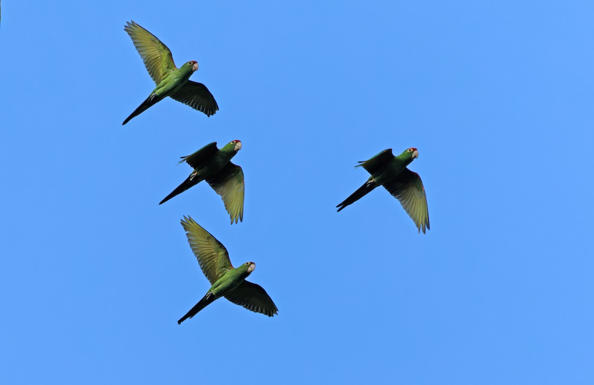 Cordilleran Parakeet - ML640284672