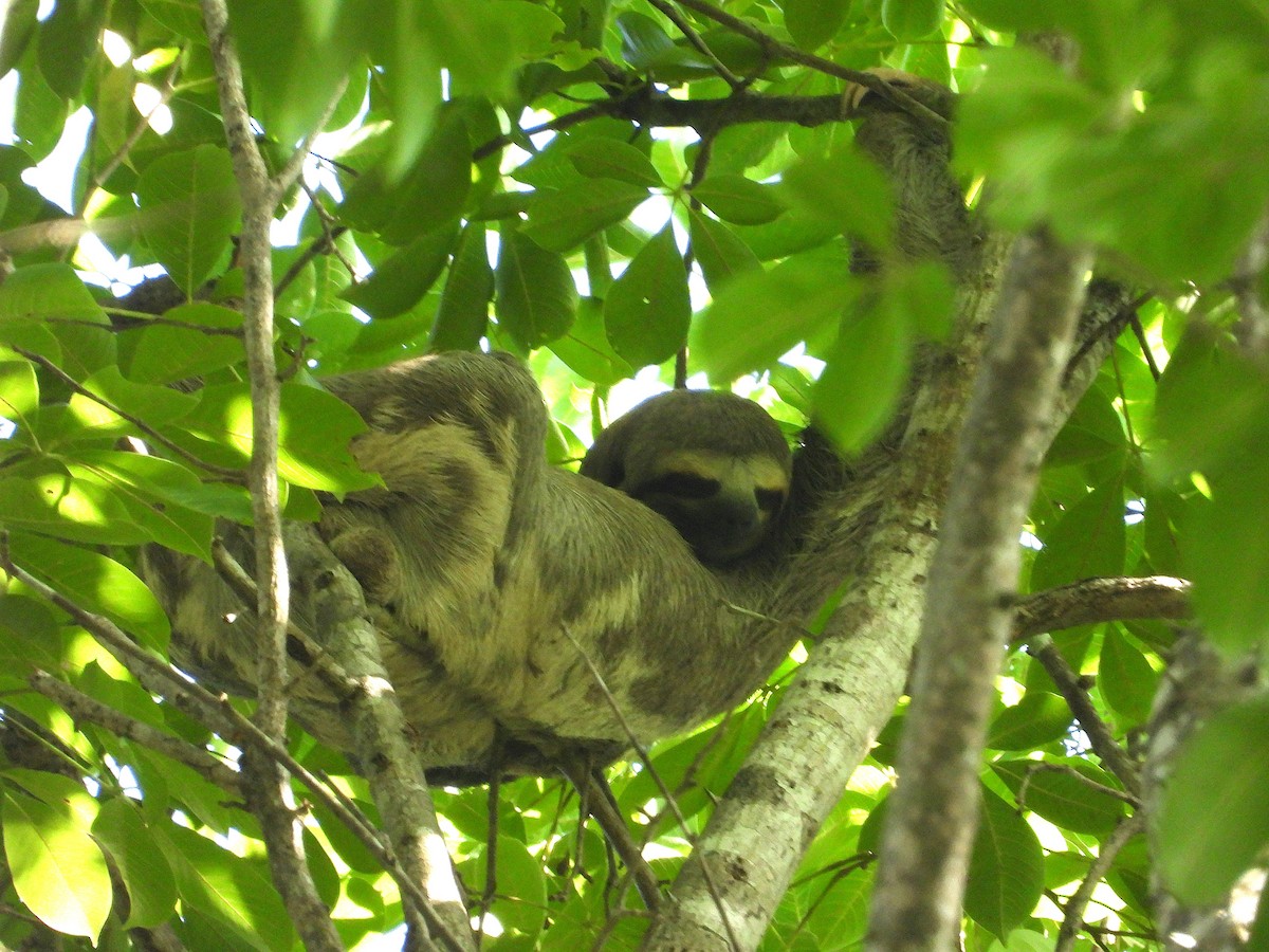 Three-toed Sloths - ML640284696