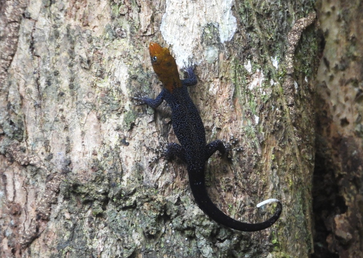 Yellow-headed Gecko - ML640284734