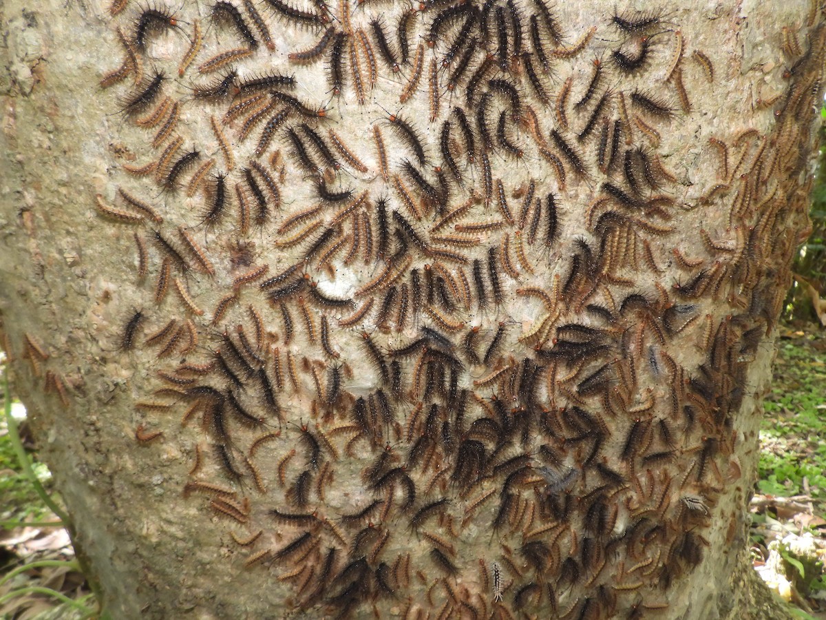 Insects - ML640284759