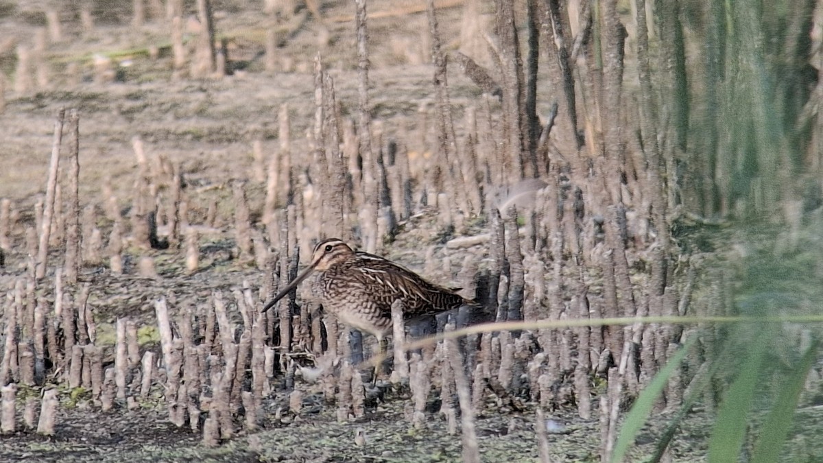 Common Snipe - ML640284778