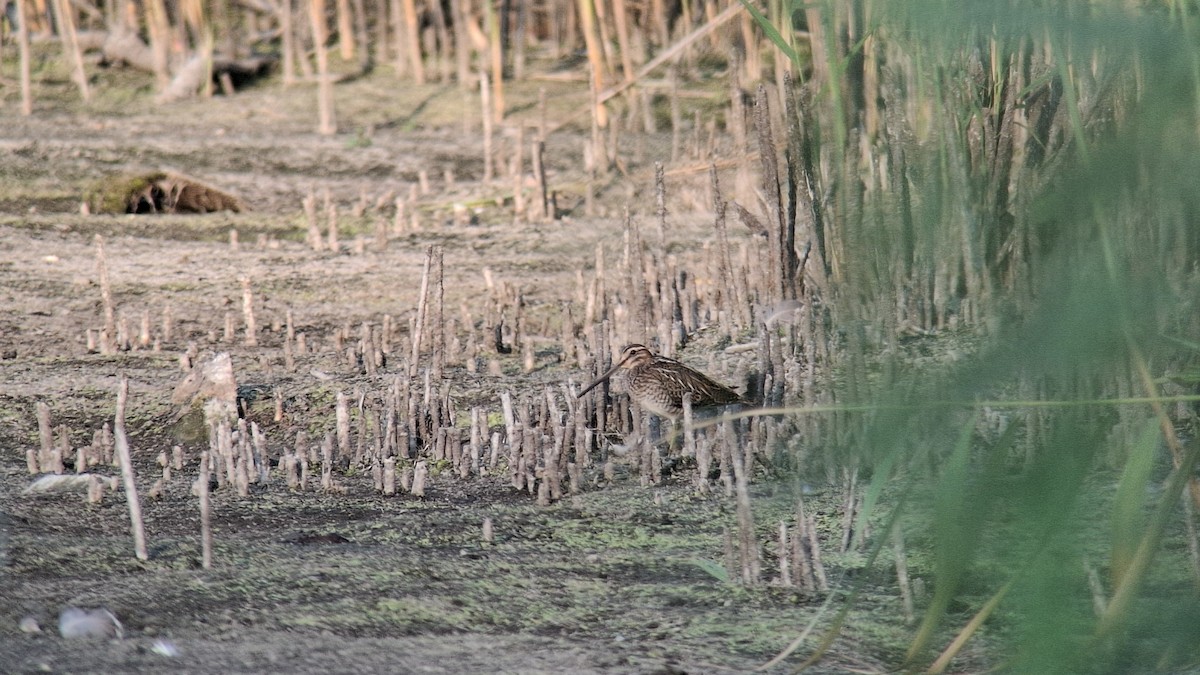 Common Snipe - ML640284779