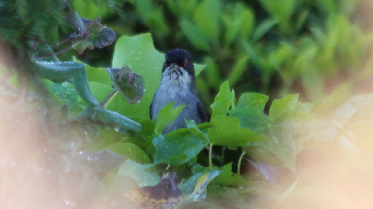 Sardinian Warbler - ML640284789