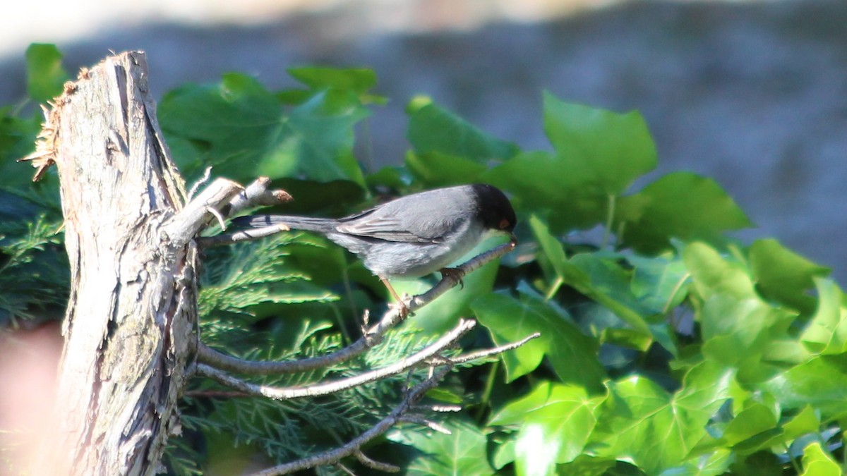 Sardinian Warbler - ML640284790