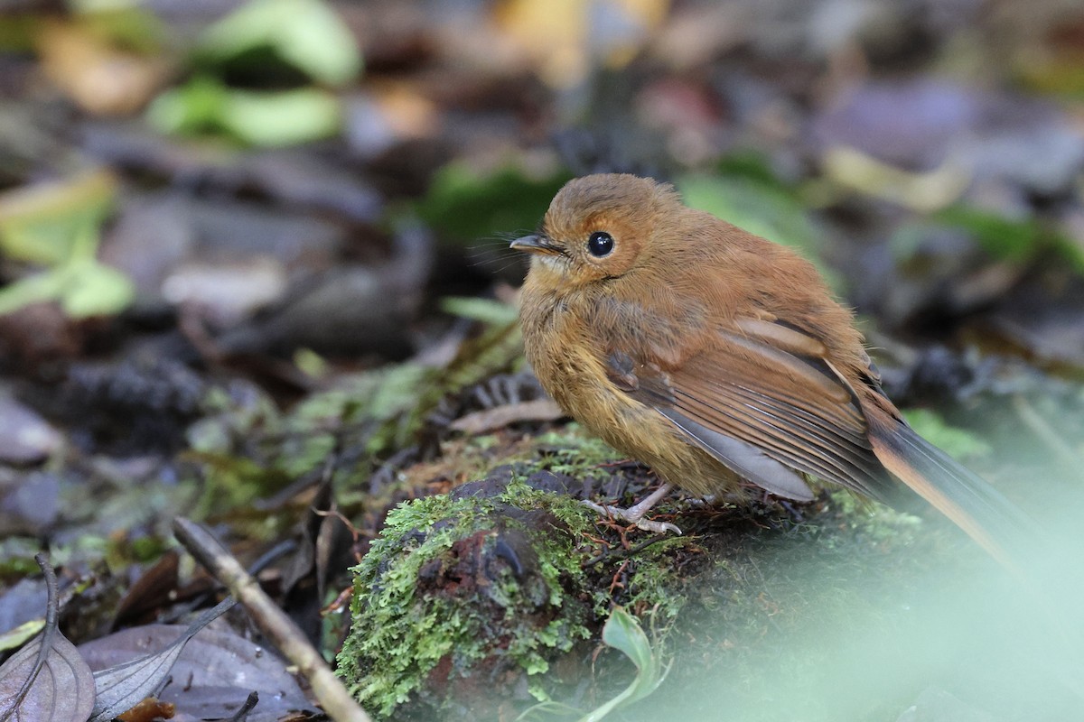 Dimorphic Fantail - ML640284829