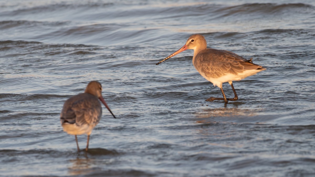 Black-tailed Godwit - ML640284847