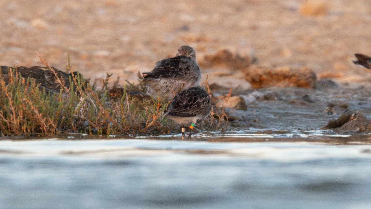 Dunlin - ML640284852