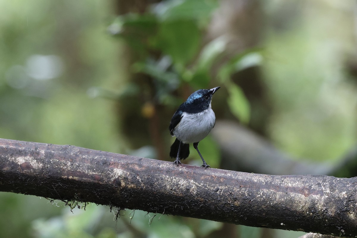 Fan-tailed Berrypecker - ML640284886