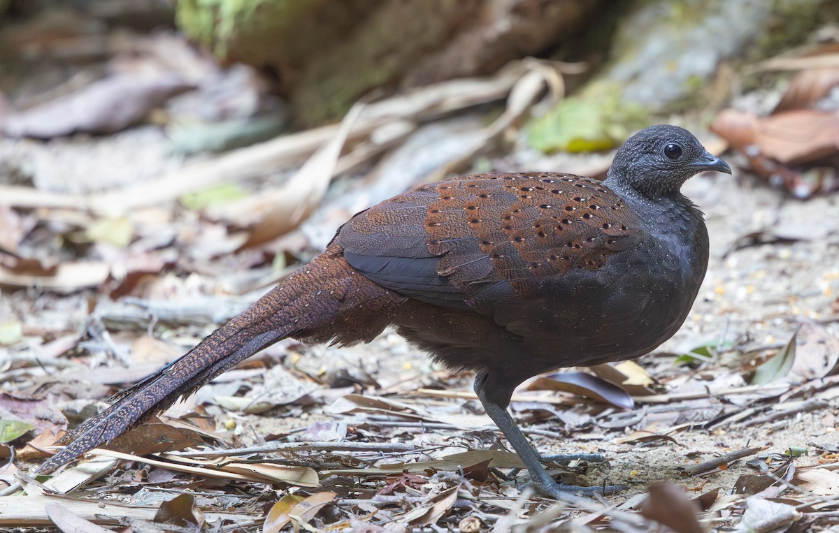 Mountain Peacock-Pheasant - ML640284989