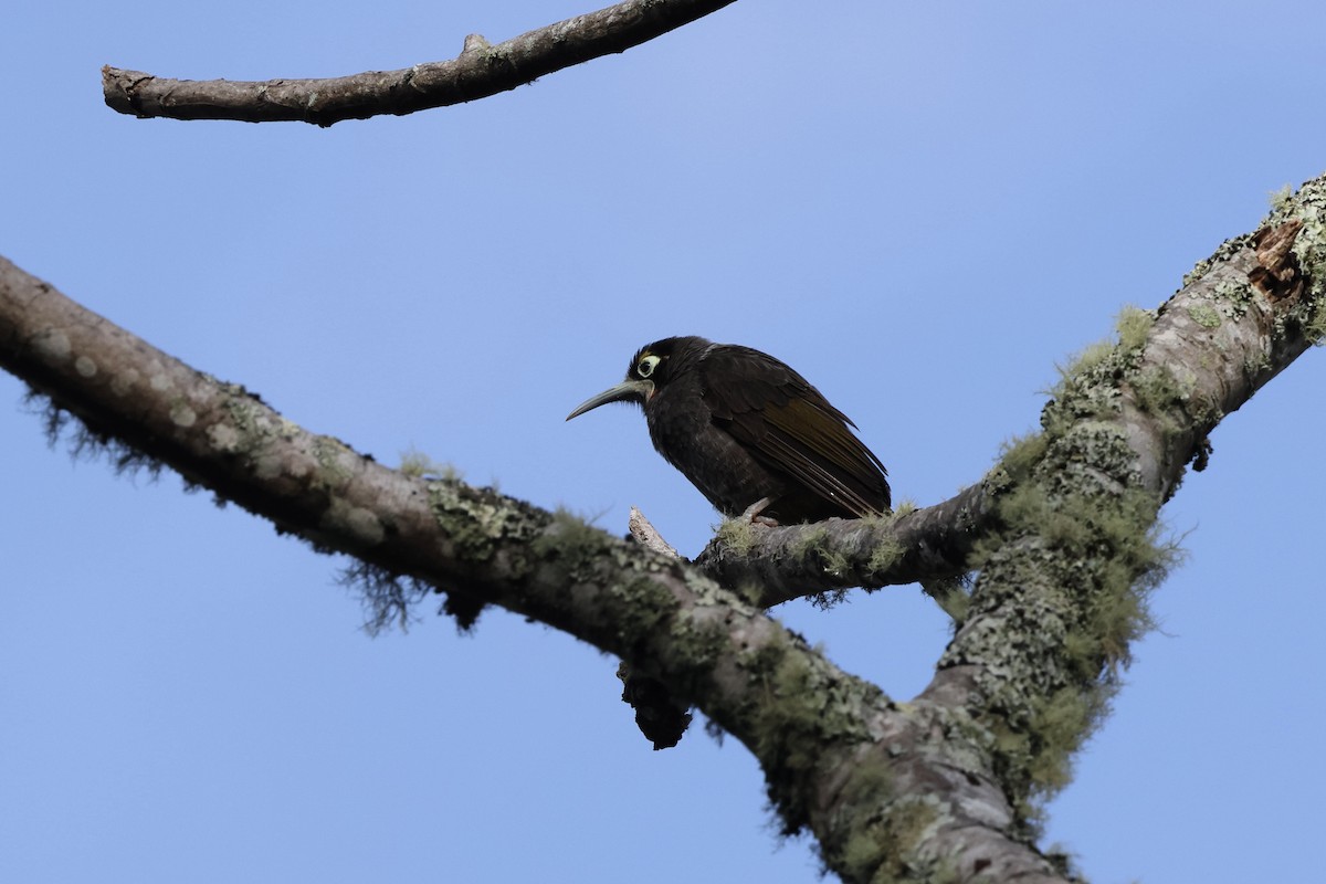 Yellow-browed Melidectes - ML640285004