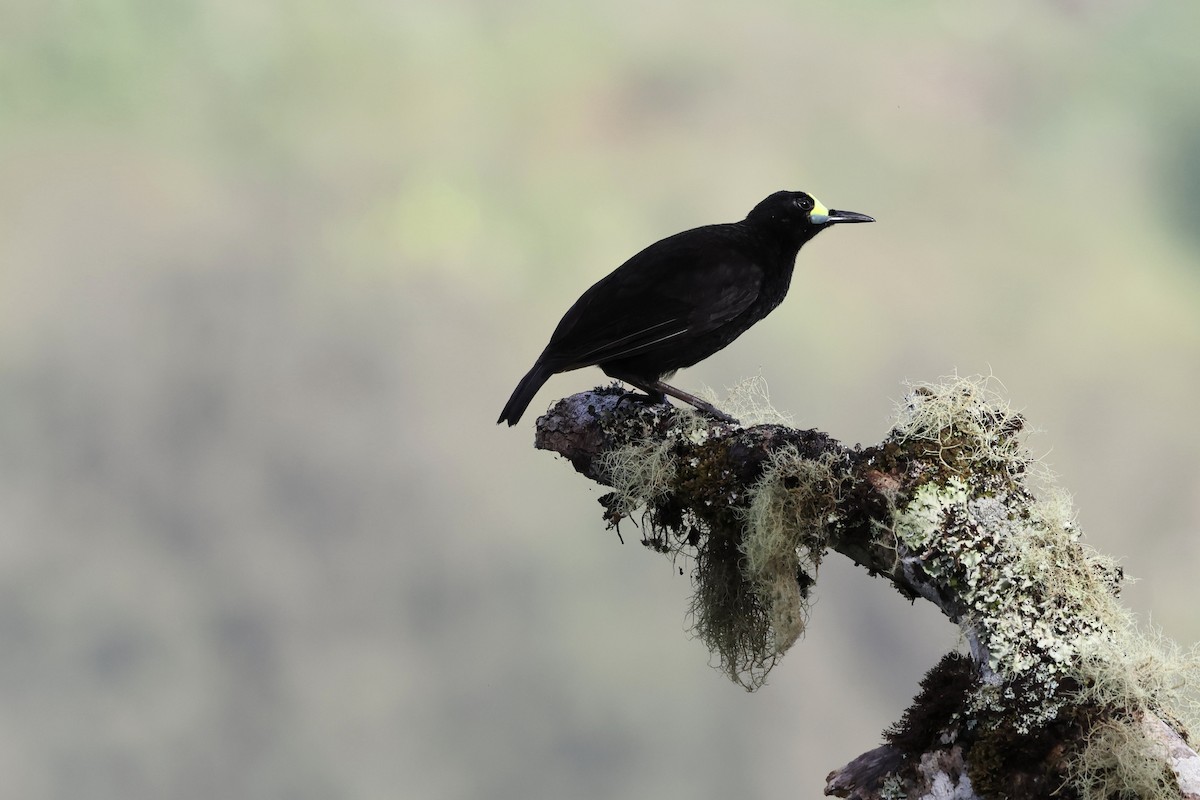 Short-tailed Paradigalla - ML640285017
