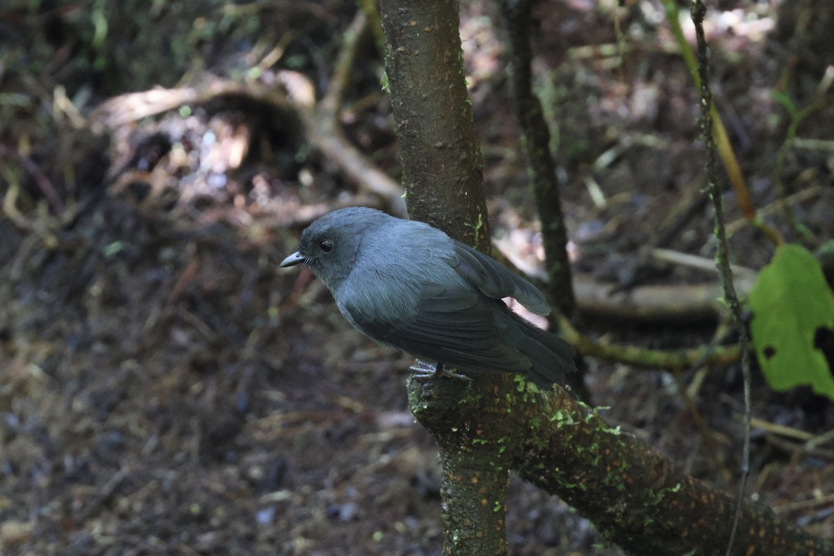 Blue-gray Robin - ML640285040