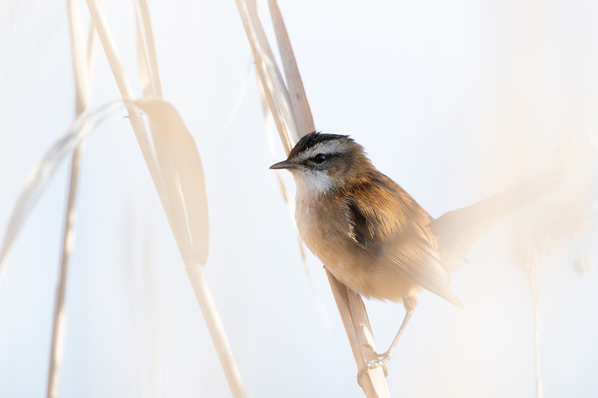 Moustached Warbler - ML640285048