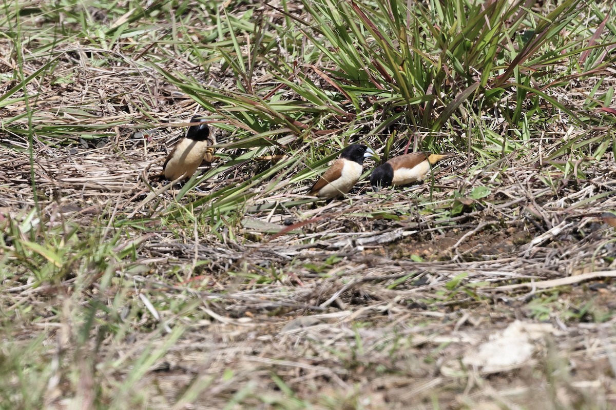 Hooded Munia - ML640285049