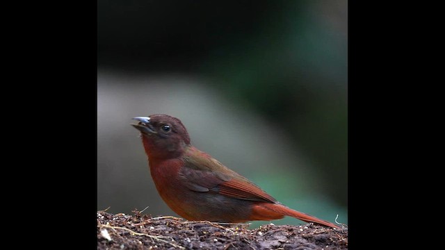 Red-crowned Ant-Tanager - ML640285078
