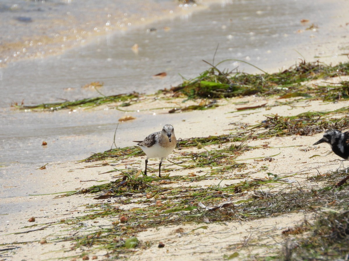 Sanderling - ML640285123